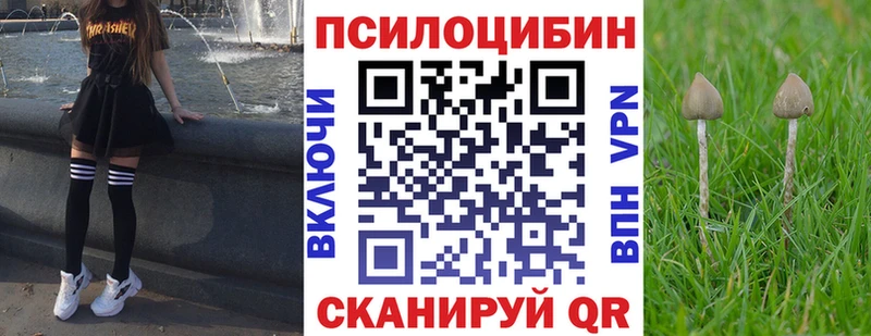 купить наркотик  Зеленоградск  Псилоцибиновые грибы мицелий 